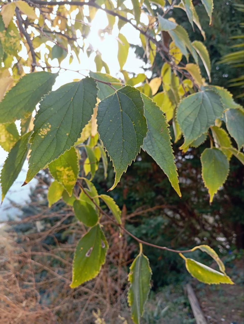 Casa Jardin Natural Sedella Zewnętrze zdjęcie